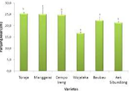 Figure 1.  The root length of six pigmented rice varieties.  Note: Similar notation of root length did not show a noticeable difference at α of 0.05 based on Anova, followed by HSD Tukey Test