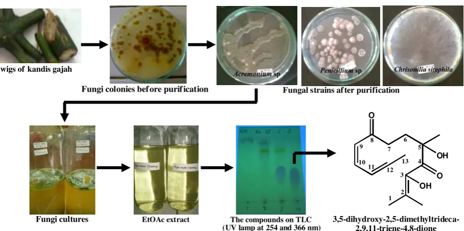 Figure 1.  Brief Procedures to Isolation of Compound 1 from Endophytic Fungi Acremonium sp
