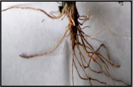 Figure 1. Image of Clerodendron phlomidis root 