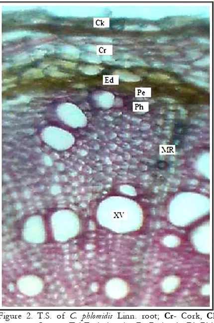 Figure 3. Powder characteristics of C. phlomidis root (A-Cork cells; B-Cortex cells; C-Calcium oxalate crystal; D-Xylem vessel)  