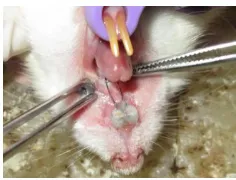 Figure 1. Orthodontic appliances in experimental animals. (1) Orthodontic appliances bonded both on upper incisor (2)