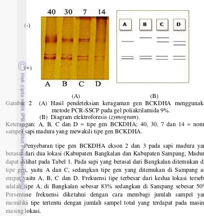 Gambar 2  (A) Hasil pendeteksian keragaman gen BCKDHA menggunakan                 
