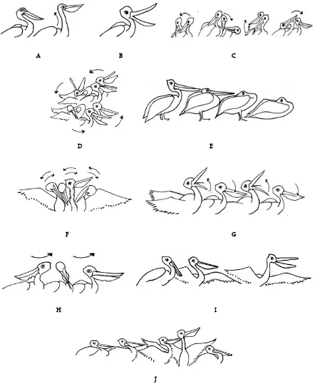 Figure 1. Depiction of different behaviour of SBP: A. Alert (From resting to alert), B
