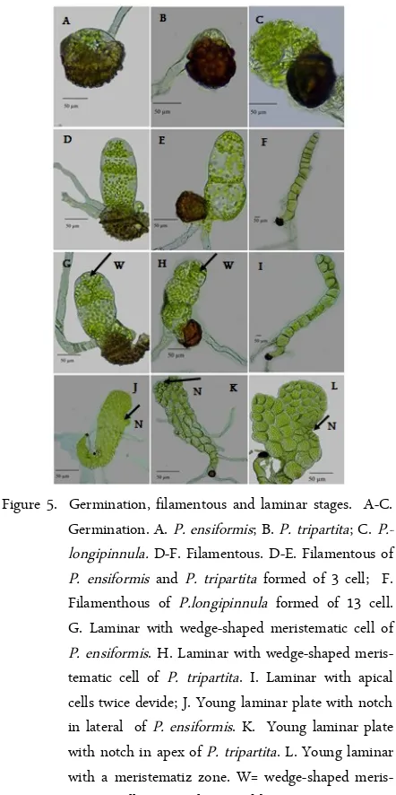 Figure 4. The cell growth of gametophyte  Pteris,  P. biaurita