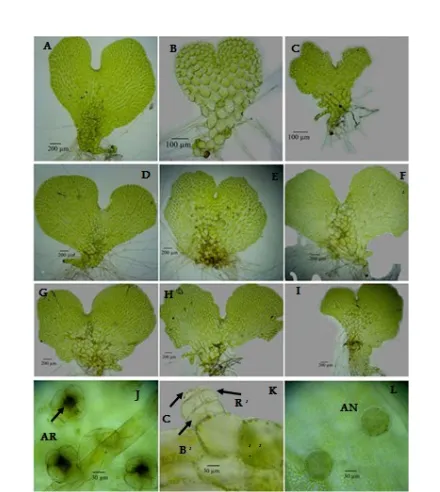 Figure 6. Development stages of the gametophyte and sex or-gans of  Pteris. A-C Young  gametophyte A