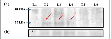 Figure 5.  RT-PCR amplification profiles of RNA extracted from infiltrated  N. benthamiana leaves [L1, L15, L16 and L30:  GeneRulerTM 1 kbp DNA Ladder; L2-L10: Triplicates of pEAQ::OmpC-KDEL-infected plant samples at 3, 6 and 9 dpi; L17-L25: Corresponding 