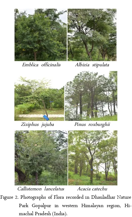 Figure 3. Photographs of Fauna recorded in Dhauladhar Nature