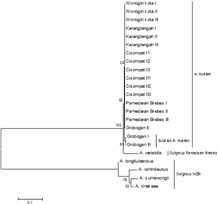 Figure 4. Phylogenetic tree with Maximum Likelihood method