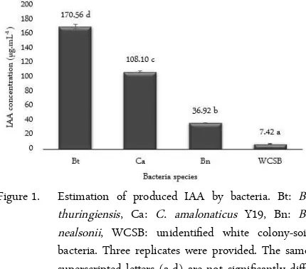 Figure 1.Estimation of produced IAA by bacteria. Bt:  B.thuringiensis, Ca:  C. amalonaticus Y19, Bn:  B.nealsonii, WCSB:  unidentified  white  colony-soilbacteria