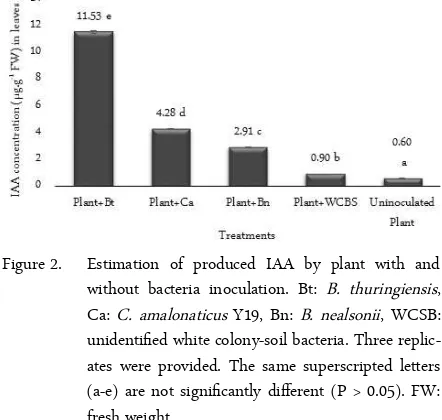 Figure 2.Estimation of produced IAA by plant with andwithout bacteria inoculation. Bt:  B