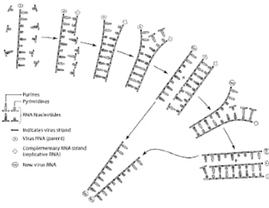 Gambar 3.1. Skema replikasi RNA virus tanaman (sumber Agrios, 2005)