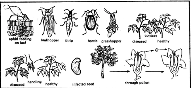 Gambar 5.1. Penularan virus melalui kutu daun,wereng,thrip, kumbang, belalang,Kontak langsung, tangan, biji dan serbuk sari ( Sharma, 2004)