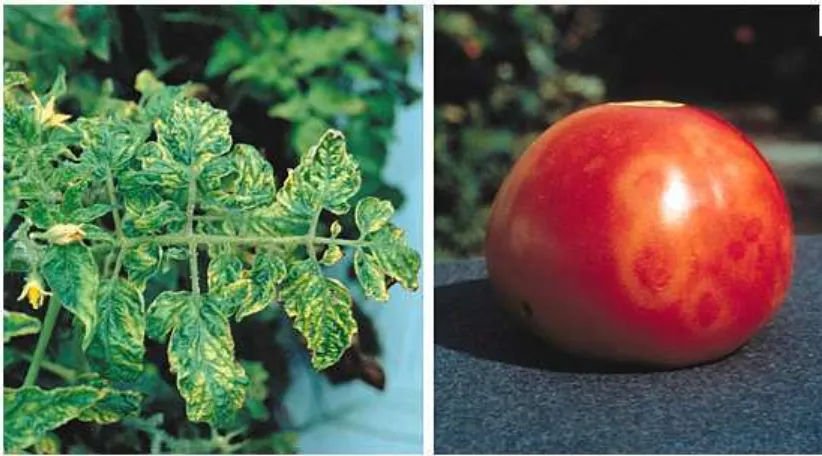 Gambar 6.1. Gejala serangan Tomato mosaic virus pada daun tomat( sumber: Scholthof, 2000)