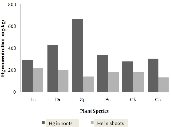 Figure 3. Concentrations of Hg in shoots and roots of the tested plant species at 9 weeks after planting.Lc = Lindernia crustacea, Dr = Digitaria radicosa, Zp = Zingiber purpureum, Pc = Paspalumconjugatum, Ck = Cyperus kyllingia, and Cb= Caladium bicolor.