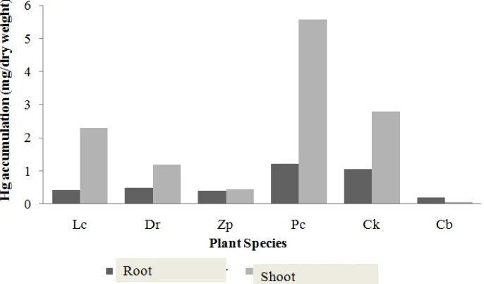 Figure 4. Accumulation of Hg in shoots and roots of the tested plant species at 9 weeks after planting.Lc = Lindernia crustacea, Dr = Digitaria radicosa, Zp = Zingiber purpureum, Pc = Paspalumconjugatum, Ck = Cyperus kyllingia, and Cb= Caladium bicolor.