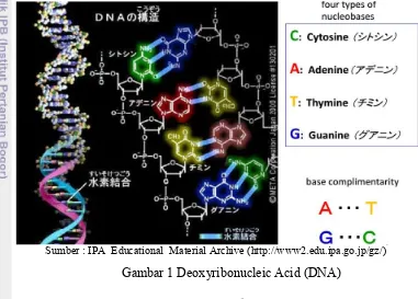 Gambar 1 Deoxyribonucleic Acid (DNA) 