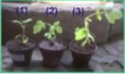 Figure 12. Comparison of tomato plants grown inthree different media: (1) sedimentscomposted+rice husk+livestock manure(1:1:1);(2)fertilesoil+sedimentscomposted (1:1); (3) fertile soil.
