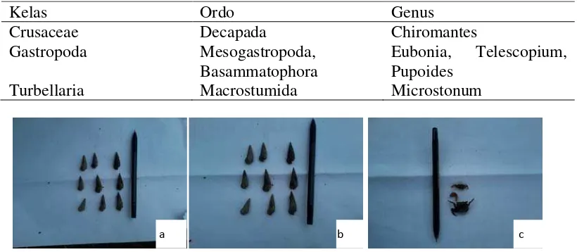 Tabel 3. Jenis-jenis makrobentos yang ditemkan di dalam kantong serasah daun  