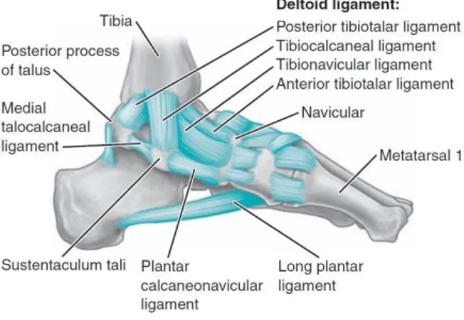 Gambar 2. Anatomi Penyusun Sendi Ankle Bagian Medial 