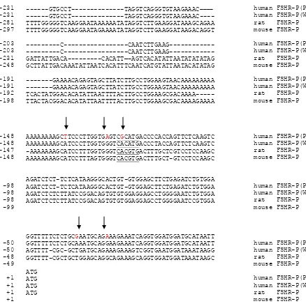 Figure 2.  Alignment of the core promoter of FSH receptor sequences among species and five single nucleotide changes (arrow)  were found in the core promoter of human FSHR as compared to the wild type sequence