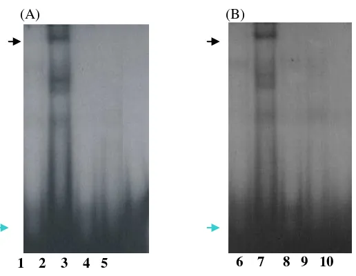 Figure 6.  EMSA using primary granulosa (A) and SK-11 (B) cell nuclear extracts. The specific DNA-protein complex was detected  