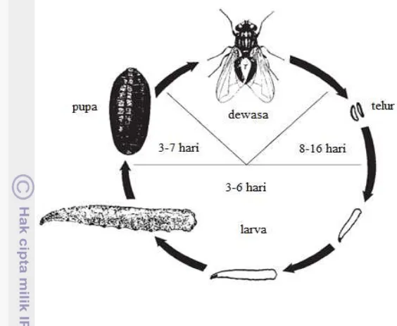 Gambar 1 Siklus hidup Musca domestica (WHO 1997) 