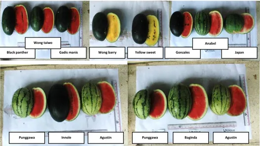 Gambar 2. Morfologi buah pada 12 varietas semangka hibrida 