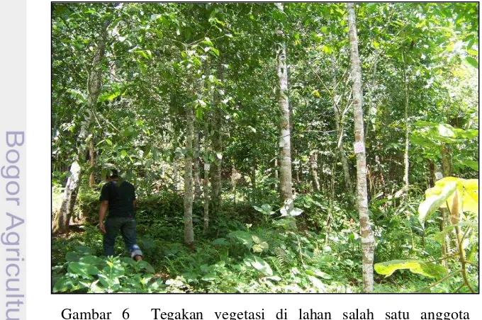 Gambar 6  Tegakan vegetasi di lahan salah satu anggota Kelompok Tani Karya Muda III di Desa Citaman  