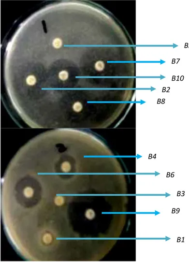 Gambar  6.  Uji  aktifitas  antagonisme  bakteri  endofit  terhadap  X.  albilineans  di   laboratorium   B9B7B2B10B8B6B4B1 B3 B5B5 B7 B10 B2 B8 B4 B6 B3 B9 B1 