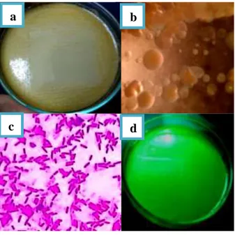 Gambar  3.  (a)  serangan  X.  albilineans  pada daun tebu muda membentuk nekrotik  dari  ujung,  tepi  menuju  pangkal  daun,  (b)  gejala  klorosis  pada  daun  tua  yang  berbentuk  seperti  stip  pensil  memanjang  mengikuti  tulang  daun  dan  (c)  se