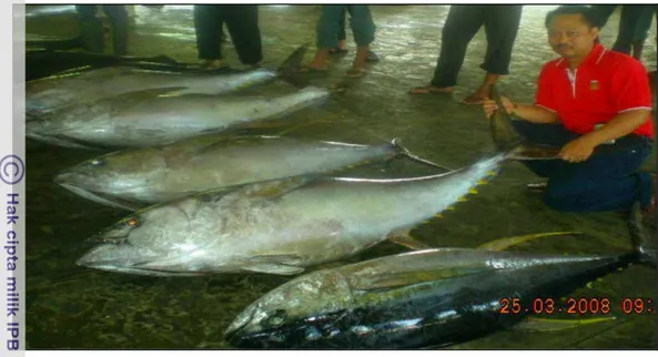 Gambar 2  Ikan tuna Madidihang (Thunnus albacares) di PPP Pondokdadap. 