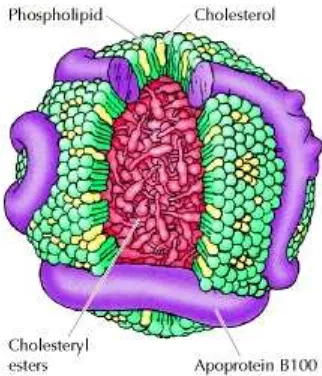 Gambar 1. Struktur Lipidprotein 