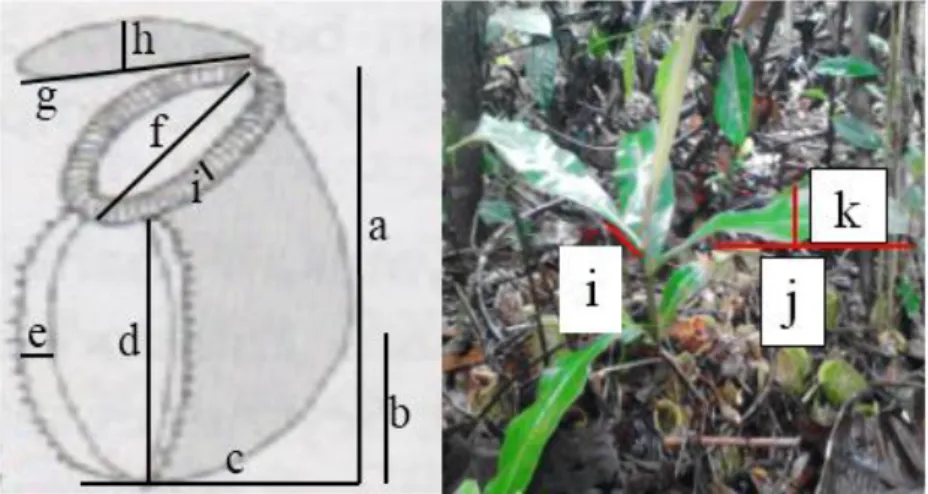 Gambar 2. Morfometrik kantong dan daun Nepenthes: (a) panjang kantong, (b) tinggi zona kelenjar, (c) lebar kantong, (d) tinggi sayap  kantong, (e) lebar sayap kantong, (f) diameter mulut kantong, (g) panjang penutup kantong, (h) lebar penutup kantong, (i) 