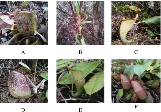 Gambar  3.  Jenis-jenis  Nepenthes  spp.  yang  ditemukan  di  Desa  Simpang  Kasturi;  (A)  Kantong  N