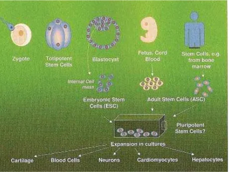Figure 1. Sources for embryonic and adult stem cells28