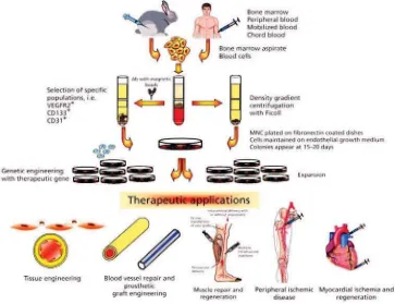 Figure 2. Isolation, cultivation and genetic engineering of endothelial progenitor cells (EPCs) for therapeutic ap-plication