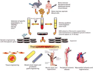 Figure 2. Isolation, cultivation and genetic engineering of endothelial progenitor cells (EPCs) for therapeutic ap-plication