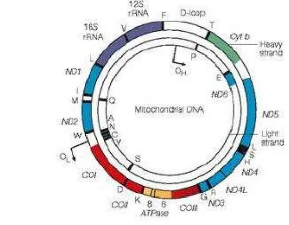Gambar 1  Susunan genom mitokondria (Taylor dan Turnbull 2005) 