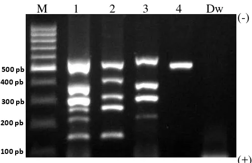 Gambar 7  Amplifikasi fragmen spesifik dari DNA total. M: marker 100 pb, 1: kambing, ayam, sapi, harimau, babi, dan kucing (dari bawah ke atas); 2: kambing, sapi, domba, kuda, dan kucing (dari bawah ke atas); 3: ayam, harimau, babi, dan tikus (dari bawah k