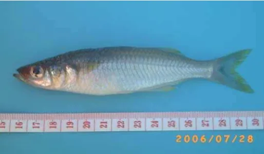 Gambar 2. Ikan bonti-bonti (Paratherina striata Aurich), Foto: Nasution (2006)  
