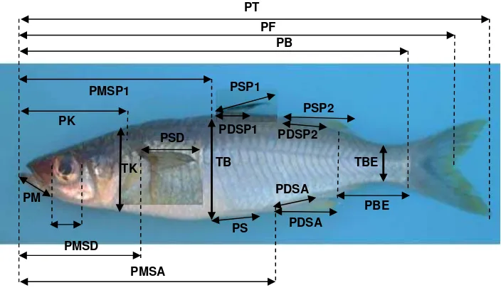 Gambar 6.  Karakter morfometrik ikan bonti-bonti 