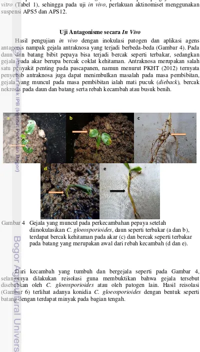 Gambar 4    Gejala yang muncul pada perkecambahan pepaya setelah diinokulasikan C. gloeosporioides, daun seperti terbakar (a dan b), 