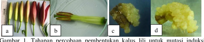 Gambar 1. Tahapan percobaan pembentukan kalus lili untuk mutasi induksi. Kuncup 