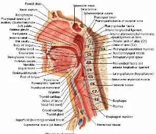 Gambar 2.1.  Anatomi  Nasofaring, dikutip dari Atlas Netter 