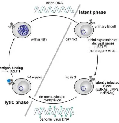 Gambar 2.4. Siklus hidup Epstein-Barr virus (journals.cambridge,2001) 