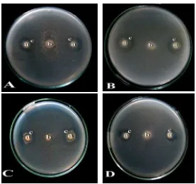 Gambar 3. Uji antagonis bakteri kitinolitik terhadap beberapa Fusarium sp. pada hari     ke-  9