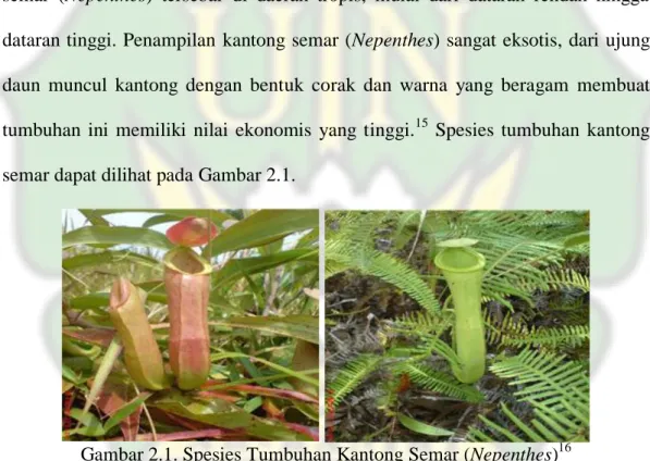 Gambar 2.1. Spesies Tumbuhan Kantong Semar (Nepenthes) 16
