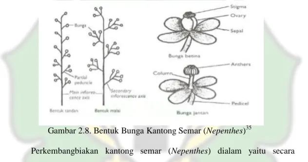 Gambar 2.8. Bentuk Bunga Kantong Semar (Nepenthes) 35