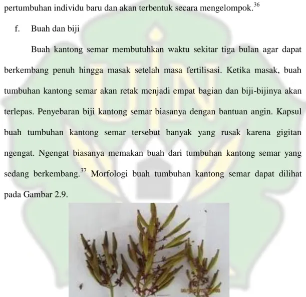 Gambar 2.9. Bentuk Buah Tumbuhan Kantong Semar (Nepenthes) 38 ____________ 