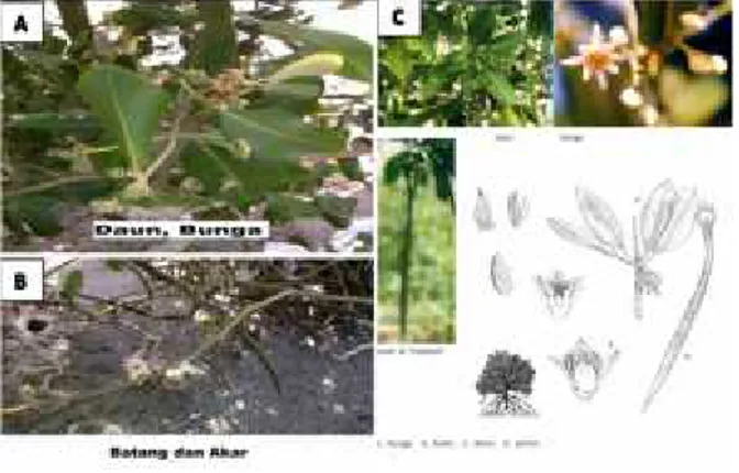 Gambar 4.1 Api-api putih (Avicennia marina) Suber: A dan B hasil penelitian, C hasil referensi 31